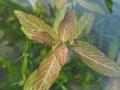 Akváriumi növények - Hygrophila polysperma Rosanervig
